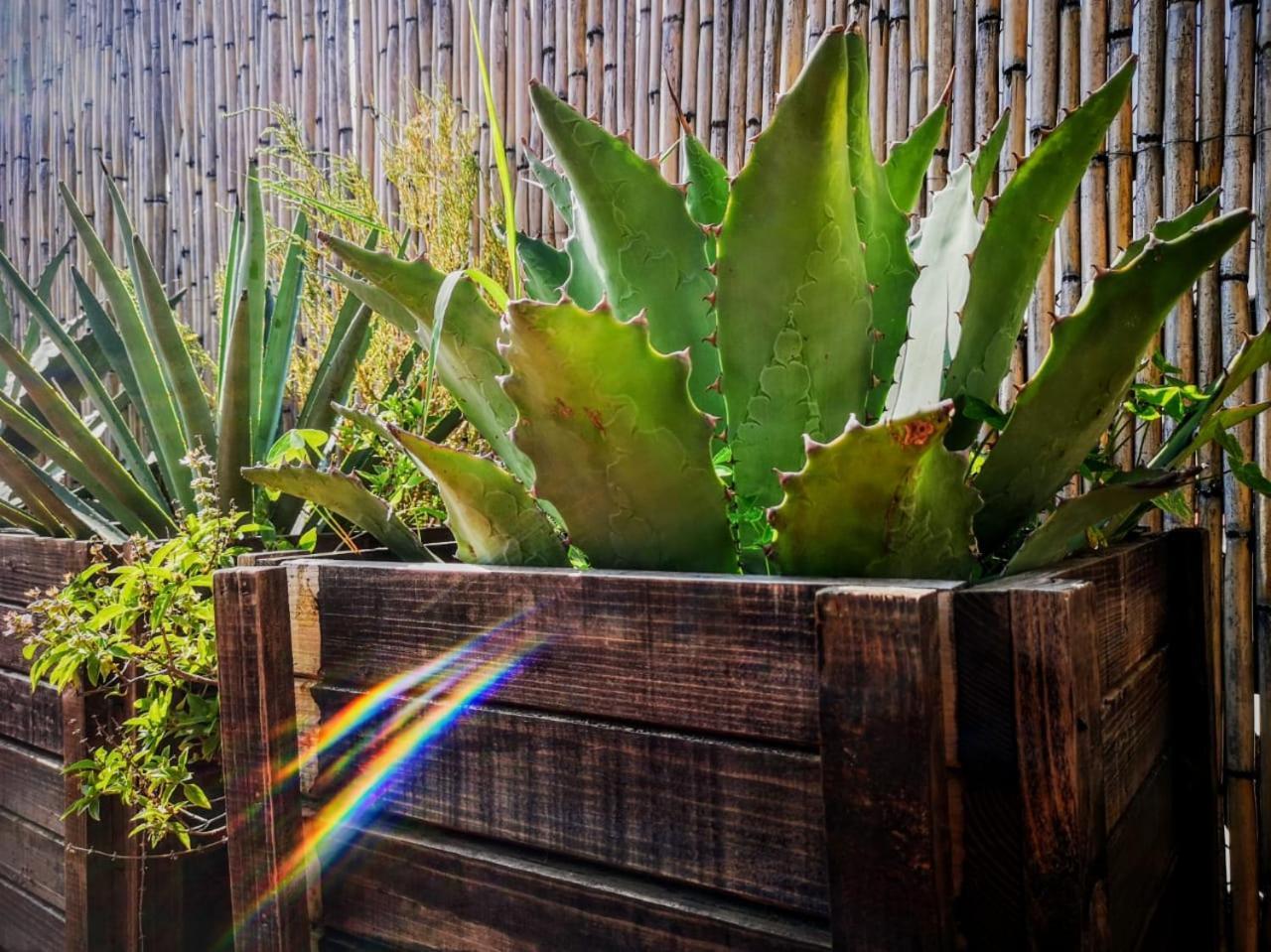 El Diablo Y La Sandia B&B Oaxaca Exteriör bild